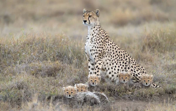Cheetah Macho Caminando Buscando Presa — Foto de Stock