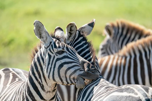 Cebra Parque Nacional Africano — Foto de Stock