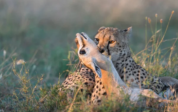 Cheetah Macho Andando Procura Presas — Fotografia de Stock