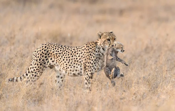 Cheetah Macho Andando Procura Presas — Fotografia de Stock