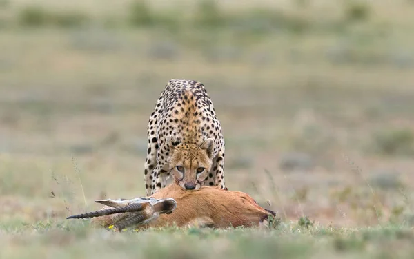 Cheetah Male Walking Looking Prey — Stock Photo, Image