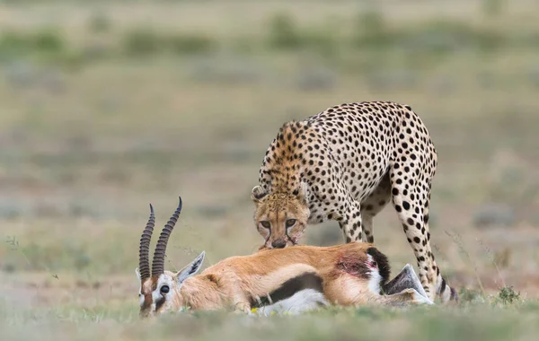 Ghepard Sex Masculin Mers Jos Căutarea Pradă — Fotografie, imagine de stoc