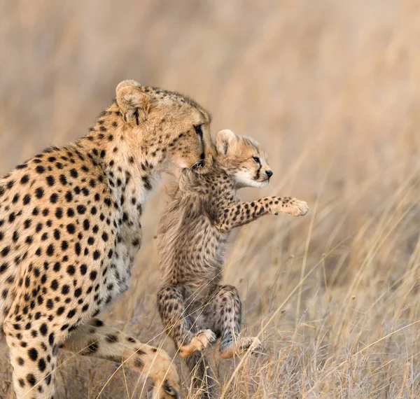 Cheetah Macho Andando Procura Presas — Fotografia de Stock