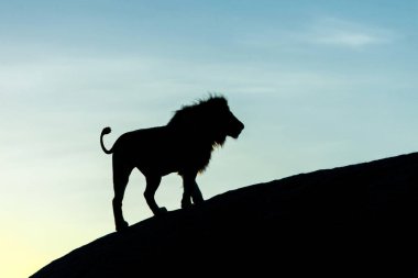 Afrika 'daki vahşi aslanlar