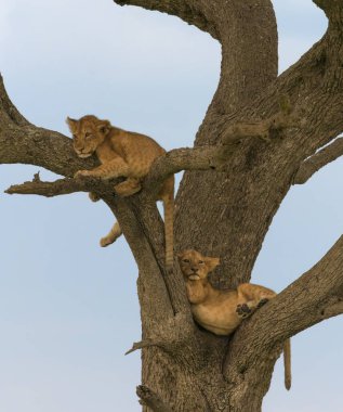 Afrika 'daki vahşi aslanlar