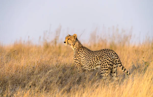 Cheetah Uros Kävelee Etsii Saalista — kuvapankkivalokuva