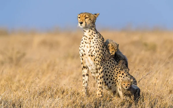 Cheetah Mannetje Wandelen Zoek Naar Prooi — Stockfoto