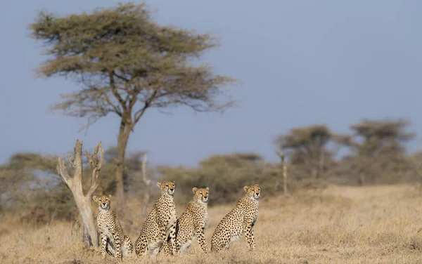 Cheetah Macho Caminando Buscando Presa — Foto de Stock