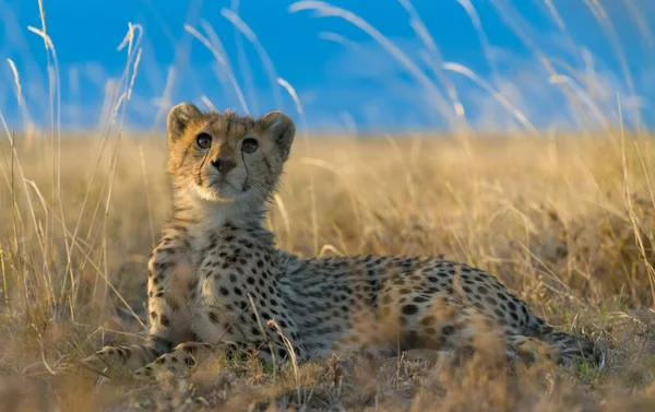 Cheetah Maschio Che Cammina Cerca Preda — Foto Stock