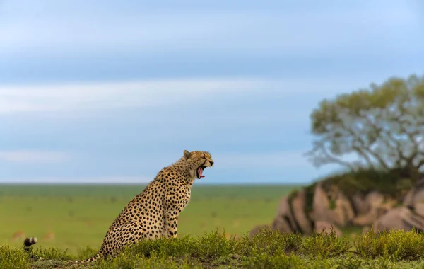 Cheetah Macho Andando Procura Presas — Fotografia de Stock