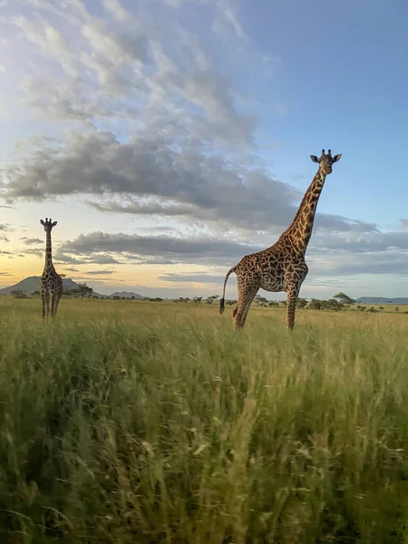 Girafa Parque Safári África — Fotografia de Stock