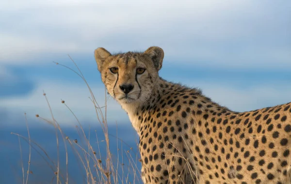 Cheetah Mannetje Wandelen Zoek Naar Prooi — Stockfoto