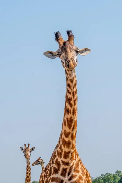 Жираф Парку Сафарі Африці — стокове фото