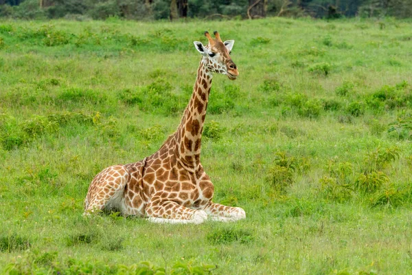 Girafe Dans Parc Safari Afrique — Photo