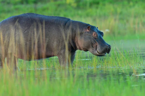 Обыкновенный Гиппопотамус Hippopotamus Amphibius Гиппопотам Лежащий Воде — стоковое фото