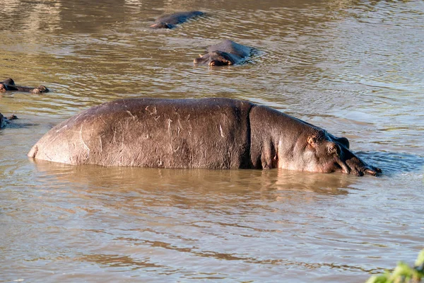Hipopotam Zwyczajny Hipopopotam Amphibius Lub Hipopotam Leżący Wodzie — Zdjęcie stockowe