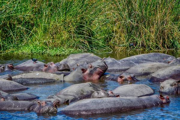 Hipopótamo Común Hippopotamus Amphibius Hipopótamo Acostado Agua — Foto de Stock