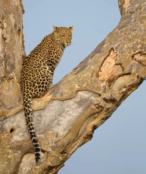 Leopardo Cena Vida Selvagem Habitat Natureza — Fotografia de Stock