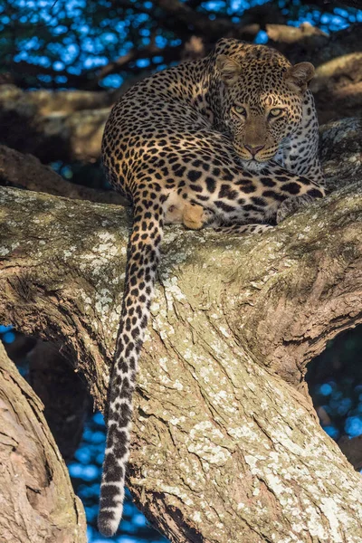 Leopardo Cena Vida Selvagem Habitat Natureza — Fotografia de Stock