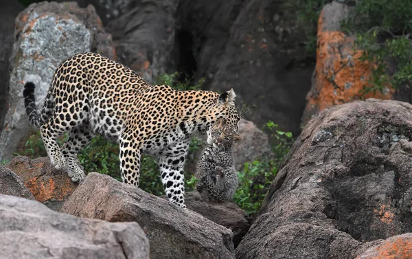 Léopard Scène Animalière Dans Habitat Naturel — Photo