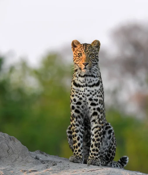 Léopard Scène Animalière Dans Habitat Naturel — Photo