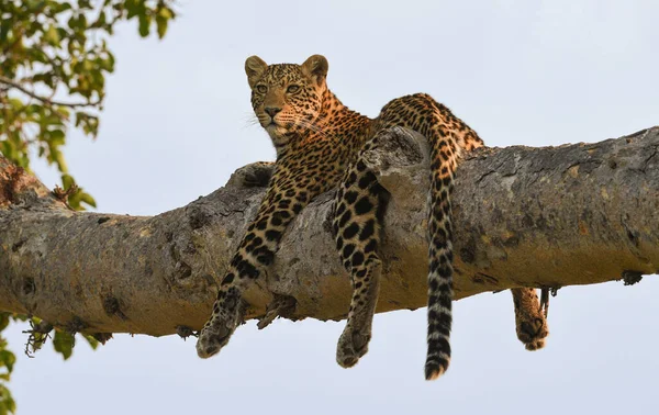 Leopardo Cena Vida Selvagem Habitat Natureza — Fotografia de Stock