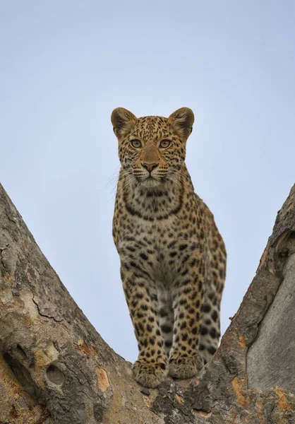 Leopard Djurliv Naturen — Stockfoto