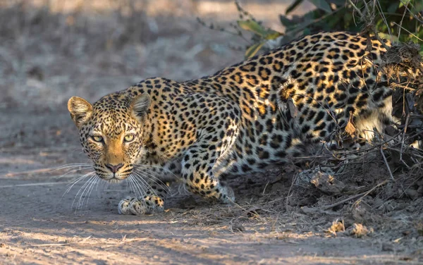 Leopard Djurliv Naturen — Stockfoto