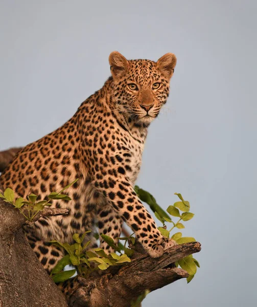 Leopar, doğal yaşam ortamında vahşi yaşam sahnesi