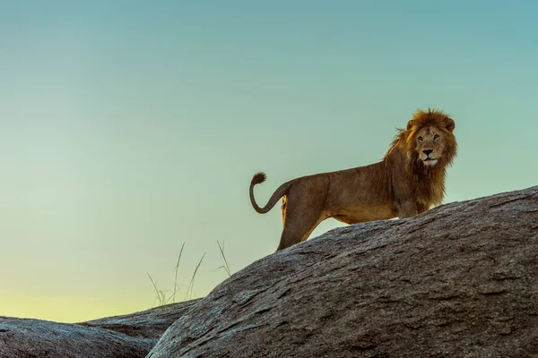 Afrika 'daki vahşi aslanlar