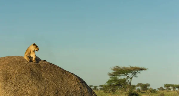 Дикі Леви Африці — стокове фото