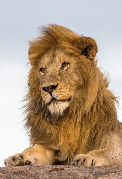 Wilde Löwen Afrika — Stockfoto