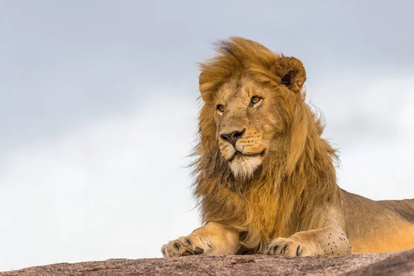 Wilde Leeuwen Afrika — Stockfoto