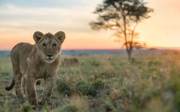 Afrika Daki Vahşi Aslanlar — Stok fotoğraf