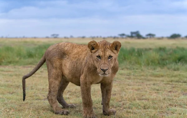 Afrika Daki Vahşi Aslanlar — Stok fotoğraf