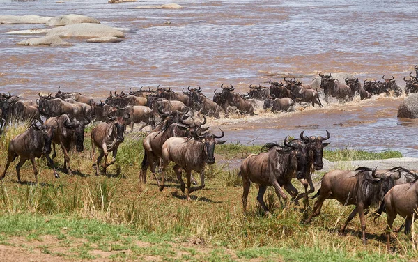 Wildebeest Migrują Między Tanzanią Kenią Roku — Zdjęcie stockowe