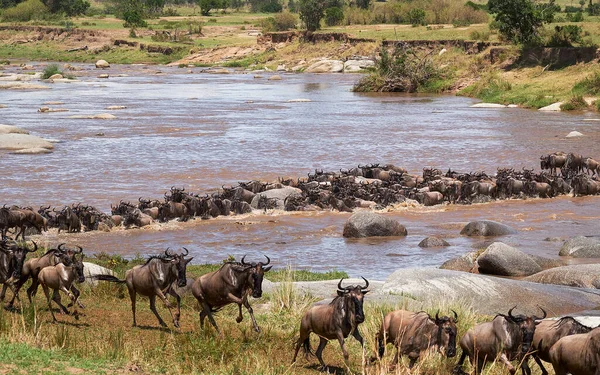 Los Ñus Migran Anualmente Entre Tanzania Kenia — Foto de Stock