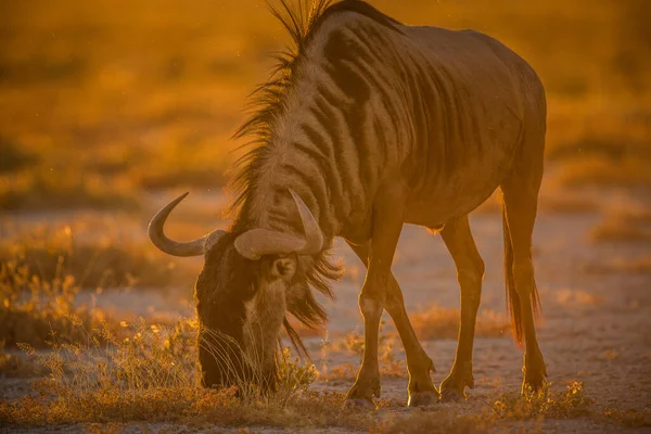 Divoká Zvěř Každoročně Migruje Mezi Tanzanií Keňou — Stock fotografie