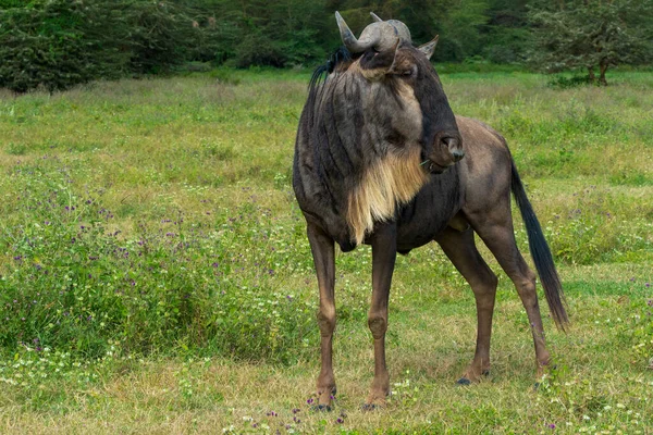 Antiloplar Tanzanya Kenya Arasında Yıllık Göç Ederler — Stok fotoğraf