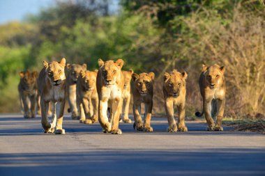 Afrika 'daki vahşi aslanlar