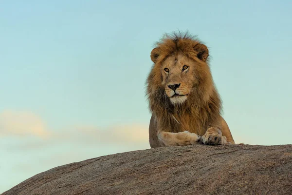 Vilda Lejon Afrika — Stockfoto