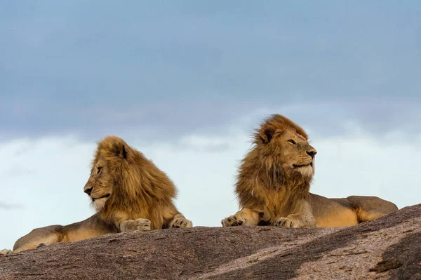 Wilde Löwen Afrika — Stockfoto