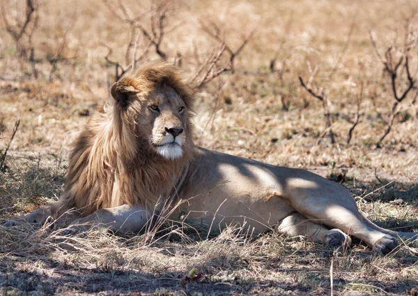 Wild Lions Africa — Stock Photo, Image