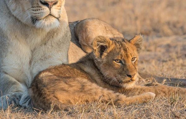 Leones Salvajes África — Foto de Stock