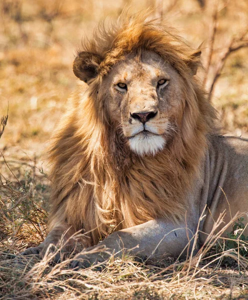 Άγρια Λιοντάρια Στην Αφρική — Φωτογραφία Αρχείου