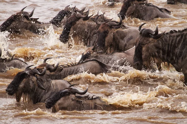 Los Ñus Migran Anualmente Entre Tanzania Kenia — Foto de Stock