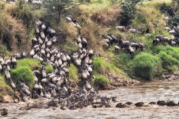 Los Ñus Migran Anualmente Entre Tanzania Kenia — Foto de Stock