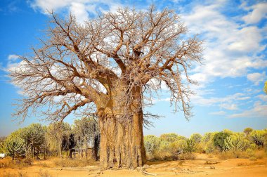 Tanzanya 'nın kuzeyinde Eyasi Gölü