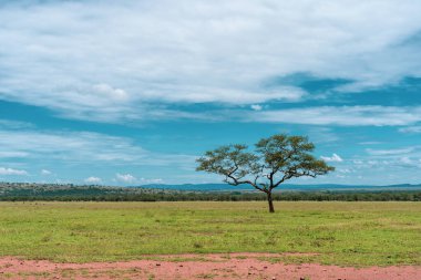 Serengeti Milli Parkı 'nda Afrika Panoraması
