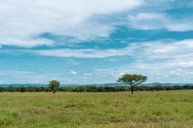 Serengeti Milli Parkı 'nda Afrika Panoraması